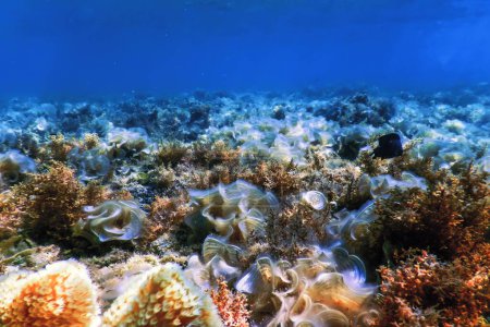Téléchargez les photos : Paysage sous-marin récif avec algues, fond bleu sous-marin - en image libre de droit