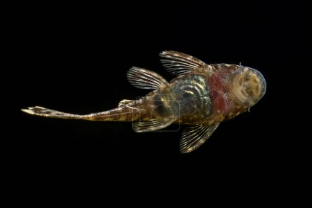 Téléchargez les photos : Ancistrus Tropical fish, Bristlenose catfish, Cleaner Fish on the glass - en image libre de droit