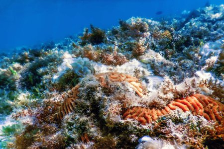 Foto de Coral cerebral en el fondo del mar, Vida marina - Imagen libre de derechos