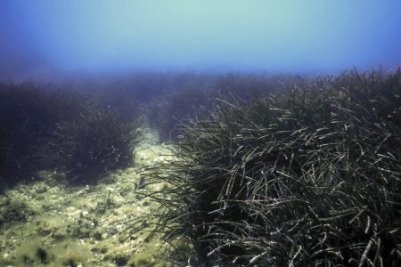 Herbe marine sous-marine, Herbe marine verte