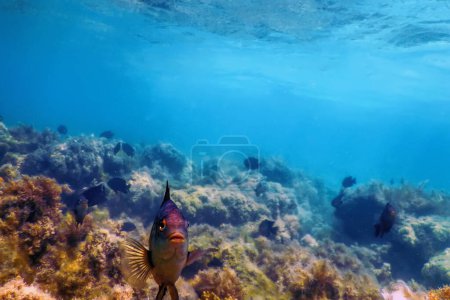 Dusky gregory Underwater (Stegastes nigricans) Marine life
