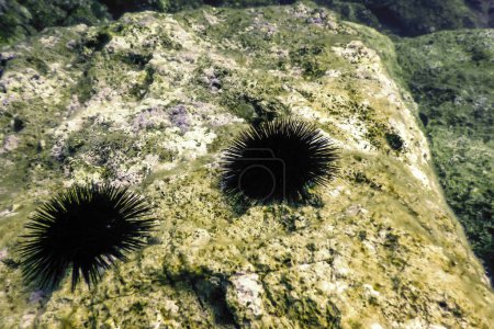 Underwater Sea Urchins on a Rock, Underwater Urchins