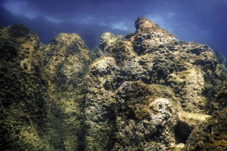 Rocas en el fondo del fondo del océano, Vida submarina
