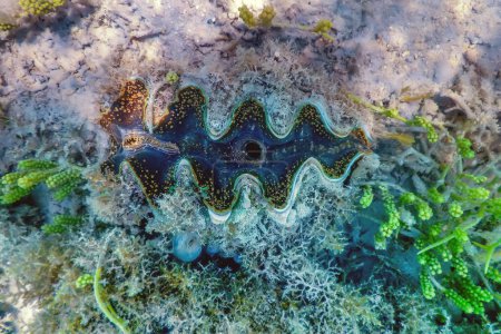 Maxima Venusmuschel (Tridacna maxima) Unterwasser, Meereslebewesen