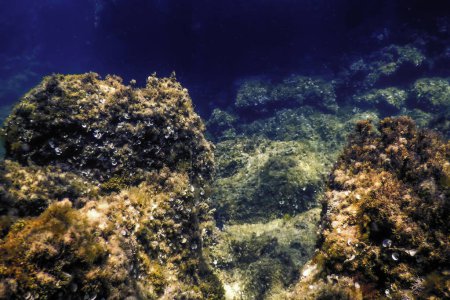 Felsen am Grund des Meeresbodens, Unterwasserwelt