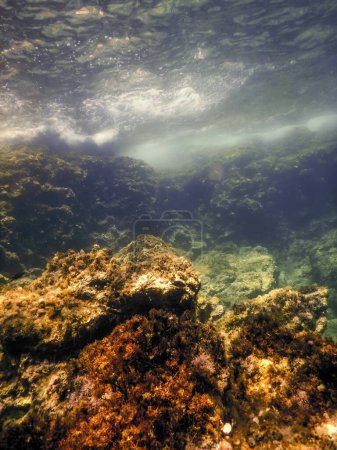 Téléchargez les photos : Rochers au fond de l'océan, Vie sous-marine - en image libre de droit