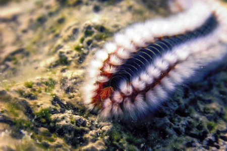 Téléchargez les photos : Ver barbu (Hermodice carunculata) Mer Méditerranée sous-marine - en image libre de droit