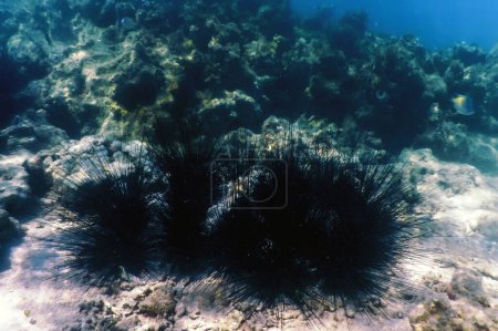 Seeigel (Diadema antillarum) unter Wasser, Meereslebewesen
