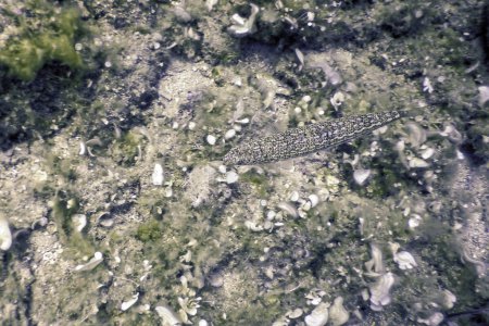 Swimming Atlantic lizardfish Top View, Synodus Saurus