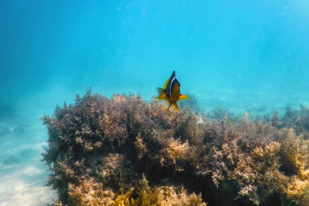 Téléchargez les photos : Clownfish de la mer Rouge (Amphiprion bicinctus) Mer Rouge, Lif marin - en image libre de droit