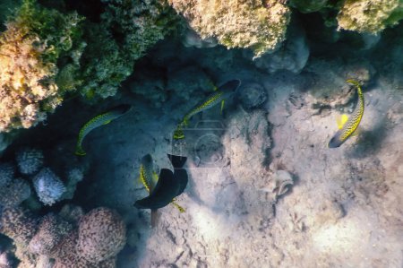 Foto de Rubberlip manchado negro, Arrecife de paisaje submarino (Plectorhinchus gaterinus) Vida marina - Imagen libre de derechos