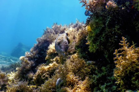 Puffer de manchas blancas Submarino (Arothron hispidus) Vida marina