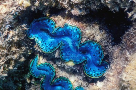 Maxima clam (Tridacna maxima) Underwater, Marine life