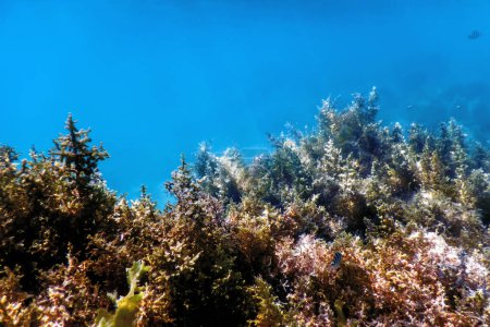 Seaweed, Seaweed Underwater, Seaweed Shallow Water near surface