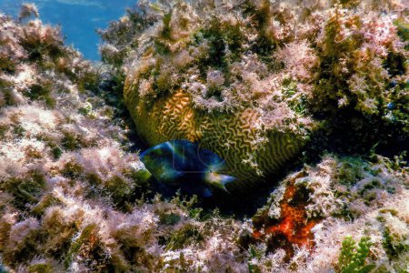 Photo for Dusky gregory Underwater (Stegastes nigricans) Marine life - Royalty Free Image