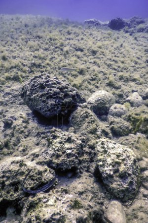 Foto de Rocas en el fondo del fondo del océano, Vida submarina - Imagen libre de derechos