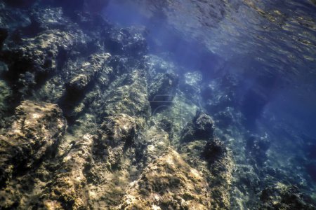 Meeresleben unter Wasser Felsiger Meeresboden, Unterwasserleben