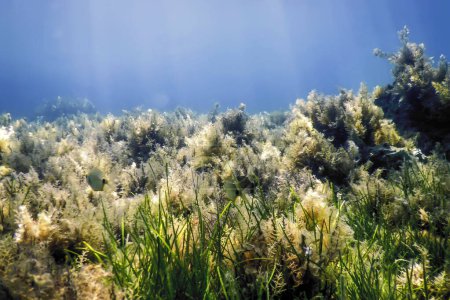 Forest of Seaweed, Seaweed Underwater