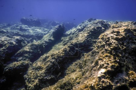 Meeresleben unter Wasser Felsiger Meeresboden, Unterwasserleben