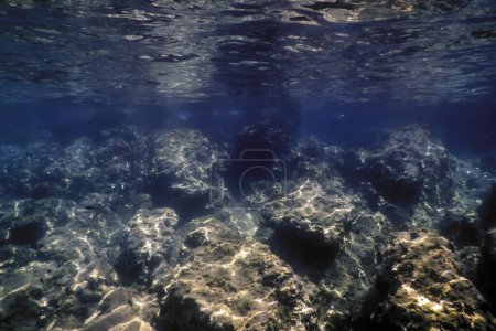 Téléchargez les photos : La vie sous-marine Les fonds marins rocheux, La vie sous-marine - en image libre de droit
