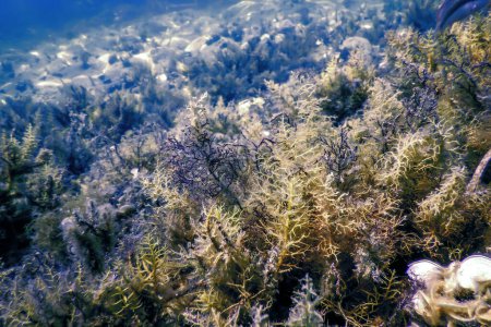 Forest of Seaweed, Seaweed Underwater