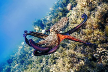 Oktopusflug (Octopus vulgaris) unter Wasser