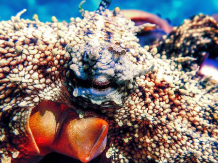 Gros plan Vue d'une pieuvre commune (Octopus vulgaris) sous-marine