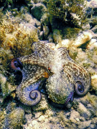 Common Octopus Camouflaged (Octopus vulgaris) Underwate