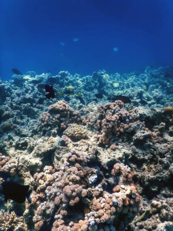 Téléchargez les photos : Vue sous-marine sur le récif corallien, Eaux tropicales, Vie marine - en image libre de droit