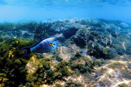 Téléchargez les photos : Le Sohal Surgeonfish, sohal tang (Acanthurus sohal) Vie marine - en image libre de droit