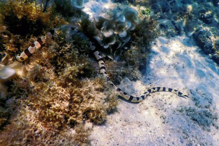 Banded snake eel (Myrichthys Colubrinus) Tropical waters, Marine life