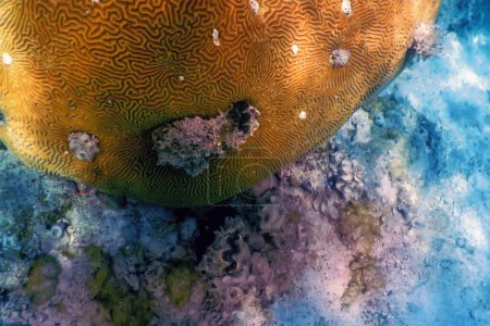 Téléchargez les photos : Corail cérébral au fond de la mer, Vie marine - en image libre de droit