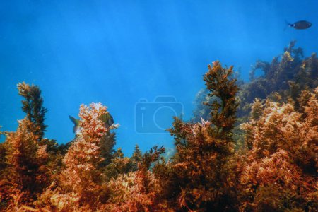 Wald aus Algen, Algen unter Wasser, Unterwasserszene