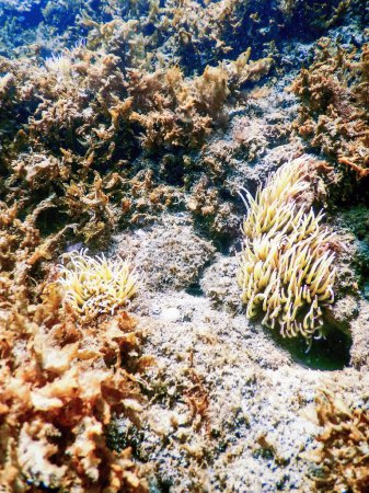 Underwater Landscape with Anemone (anemonia sulcata) Tropical Sea Underwater