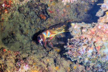 Warzige Krabbe auf Riff unter Wasser eriphia verrucosa