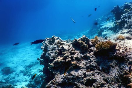 Téléchargez les photos : Vue sous-marine sur le récif corallien, Eaux tropicales, Vie marine - en image libre de droit