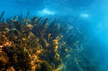 Téléchargez les photos : Algues Sous l'eau, Algues Eau peu profonde près de la surface - en image libre de droit