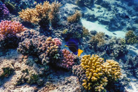 Photo for Yellowtail tang, Yellowtail surgeonfish (Zebrasoma xanthurum) Tropical waters, Marine life - Royalty Free Image
