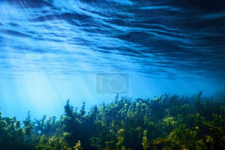 Seaweed Underwater, Seaweed Shallow Water near surface