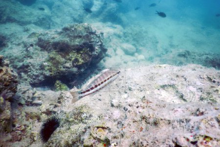 Photo for Comber Fish (Serranus cabrilla) Underwater Scene, Underwater Life. - Royalty Free Image