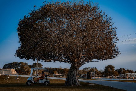 Photo for A security guard riding Glof cart at park in the afternoon, hiding from sunlight under a big old tree at Aspire park near Villagio mall. Doha, Qatar. 11-06-2022 - Royalty Free Image