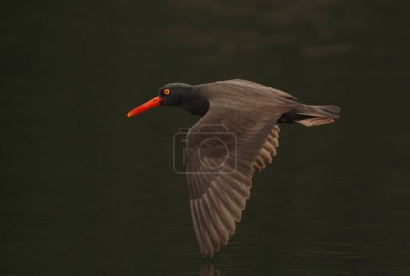 One Black Oystercatcher (Haematopus bachmani) flying low over the water with dark background. Taken in Victoria, BC, Canada.