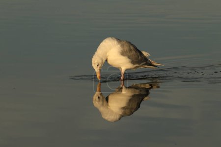 Photo for A gull or seagull looking down at the water at its reflection and pondering life. Taken in Victoria, BC, Canada. - Royalty Free Image