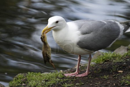 Téléchargez les photos : A Glaucous-winged Gull (Larus glaucescens) catching and eating a mallard duckling on land beside water. Taken in Victoria, BC, Canada. - en image libre de droit
