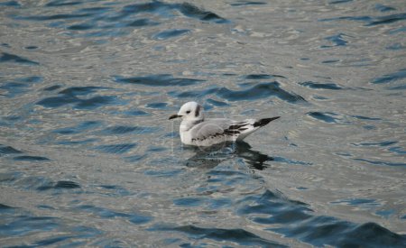 Téléchargez les photos : A single Black-legged Kittiwake (Rissa tridactyla) floating on the water with waves. Taken in Victoria, BC, Canada. - en image libre de droit