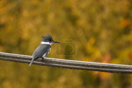 Téléchargez les photos : A single Belted Kingfisher (Megaceryle alcyon) sitting on a wrapped electrical utility cable overlooking a diffused green background. Taken in Jordan River, BC, Canada. - en image libre de droit