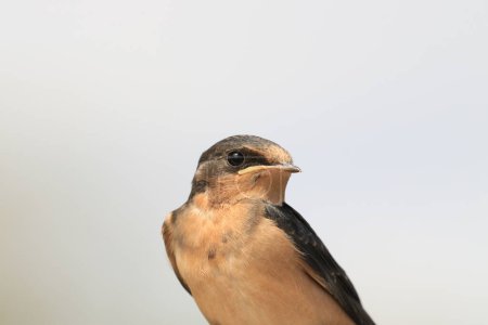 Foto de A close up portrait of a single Barn Swallow (irundo rustica) with a plain white or light blue background, showing feather, face, and head detail. Taken in Victoria, BC, Canada. - Imagen libre de derechos