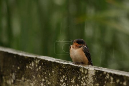 Foto de A close up portrait of a single Barn Swallow (irundo rustica) on a rainy day with raindrops visible, showing feather, face, and head detail. Taken in Victoria, BC, Canada. - Imagen libre de derechos