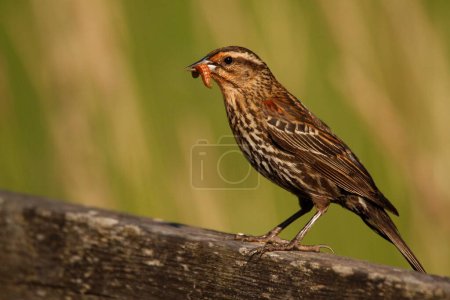 A single female Red-winged Blackbird (Agelaius phoeniceus) standing on a wooden railing with a caterpillar or worm in its beak and a green background. Taken on Vancouver Island, BC, Canada.