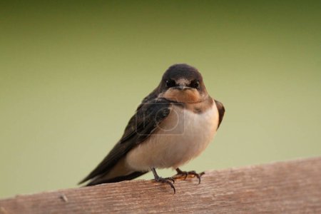 Foto de A close up portrait of a single Barn Swallow (irundo rustica) looking right at the viewer with a plain green background, showing feather, face, and head detail. Taken in Victoria, BC, Canada. - Imagen libre de derechos